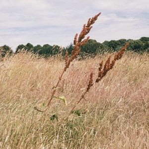 Mainstreaming of Neglected and Underutilised Crop Species in South Africa