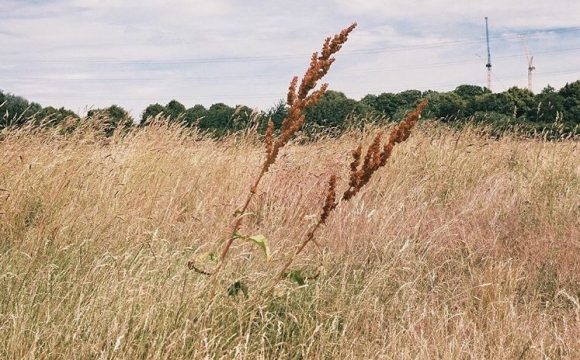 Mainstreaming of Neglected and Underutilised Crop Species in South Africa